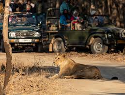 Embark On An Exciting Journey With Gir Jeep Safari Booking For A Full Safari Experience